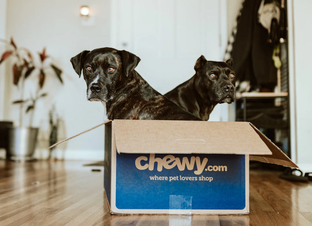 Fostering a Pet What You Need to Know