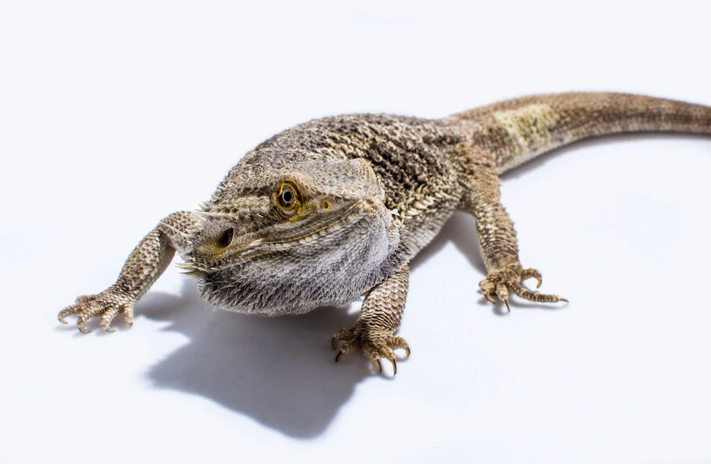 The Fascinating Evolution of Domesticated Animals