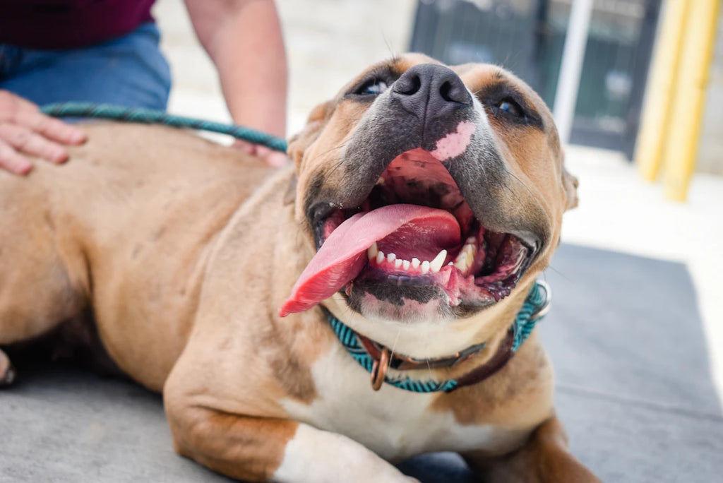 Helping Paws Support Local Animal Shelters Today