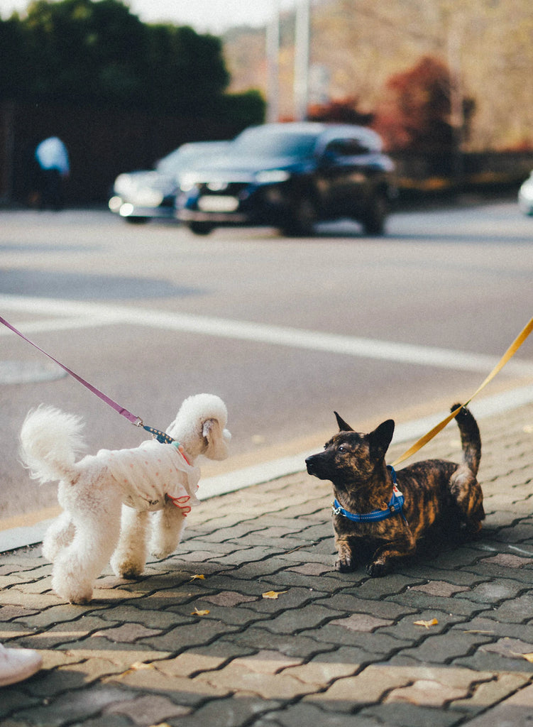 The Essential Perks of Pet Socialization