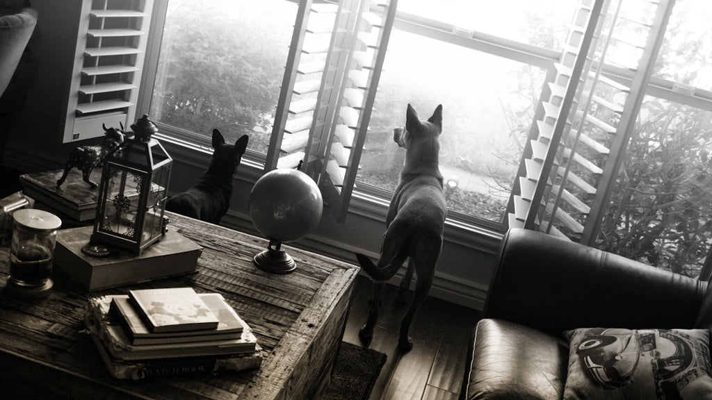 The Science Behind Pet Training  Behaviour Modification