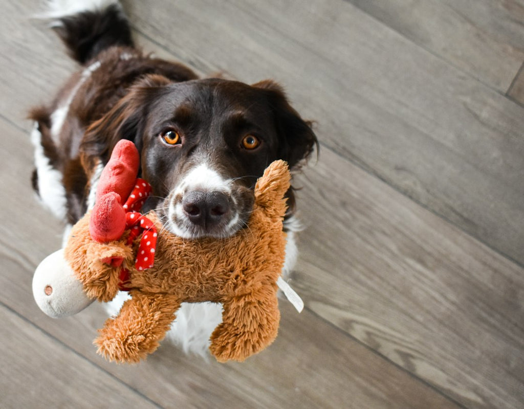 The Best Toys and Games to Keep Your Pet Entertained