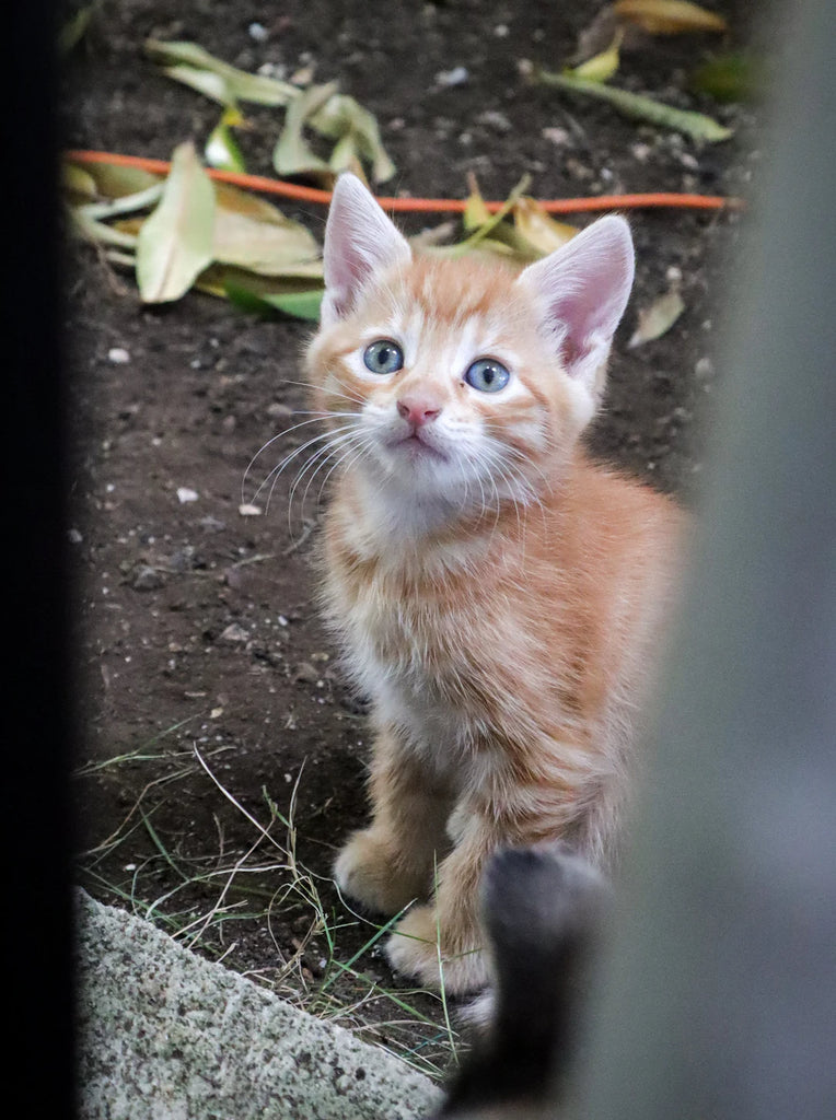 The Heartwarming Advantages of Welcoming a Rescue Pet into Your Home