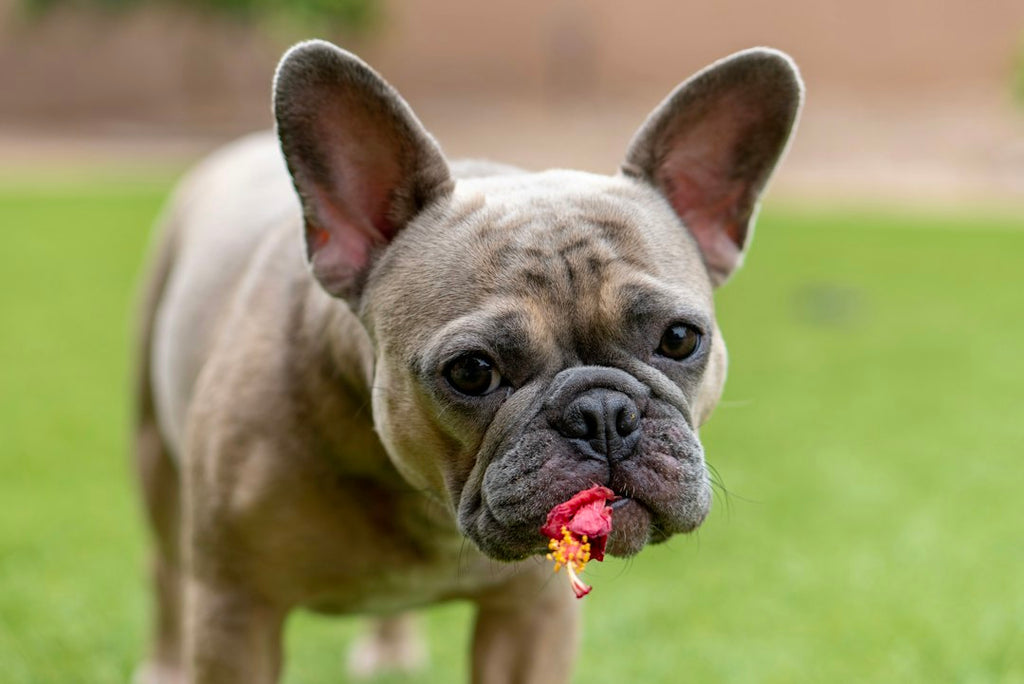 Dealing with Pet Allergies: A Comprehensive Guide
