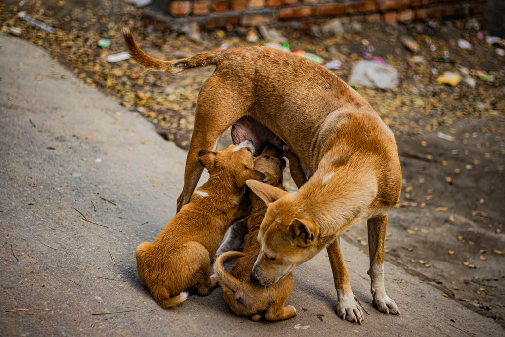 Teach Kids Responsibility The Role of Pets