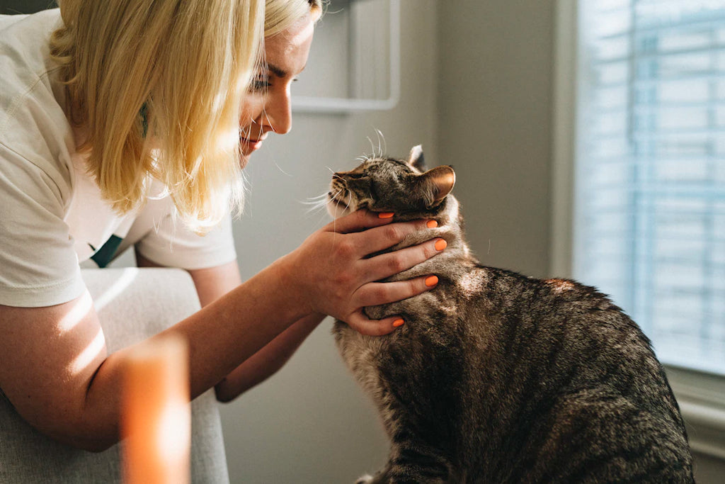 Spotting Common Pet Illnesses A Guide for Pet Owners