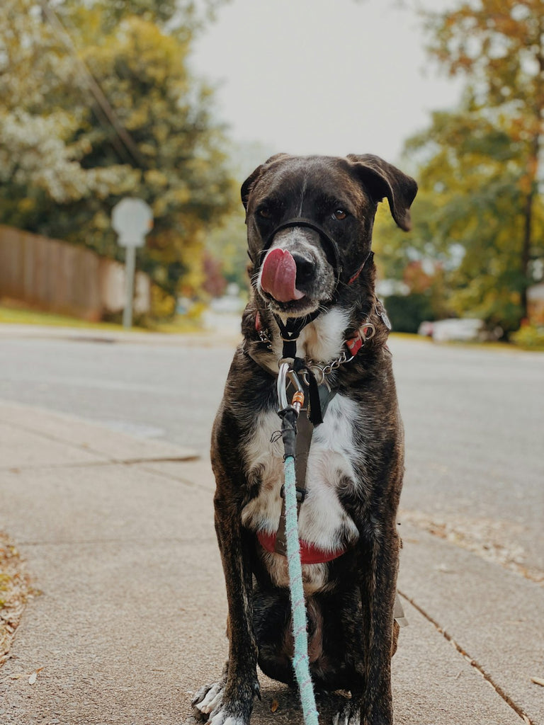 The Vital Role of Exercise in Your Pet's Health