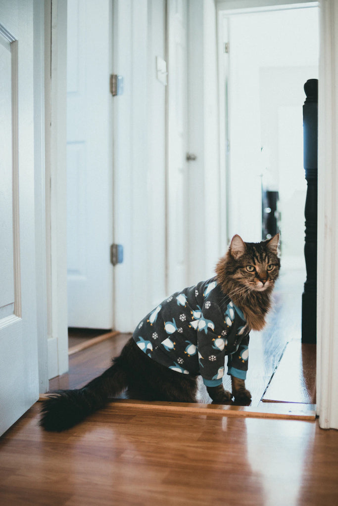 Keep Your Pet Active Indoors Fun Ways to Play