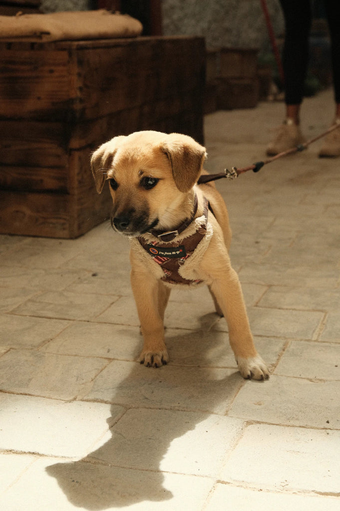 The Incredible Bond How Our Furry Friends Contribute to Longevity