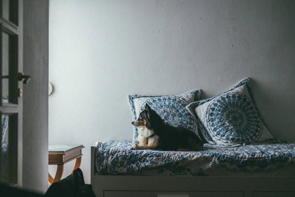 Crafting a Safe Haven A Pet-Friendly Home Guide