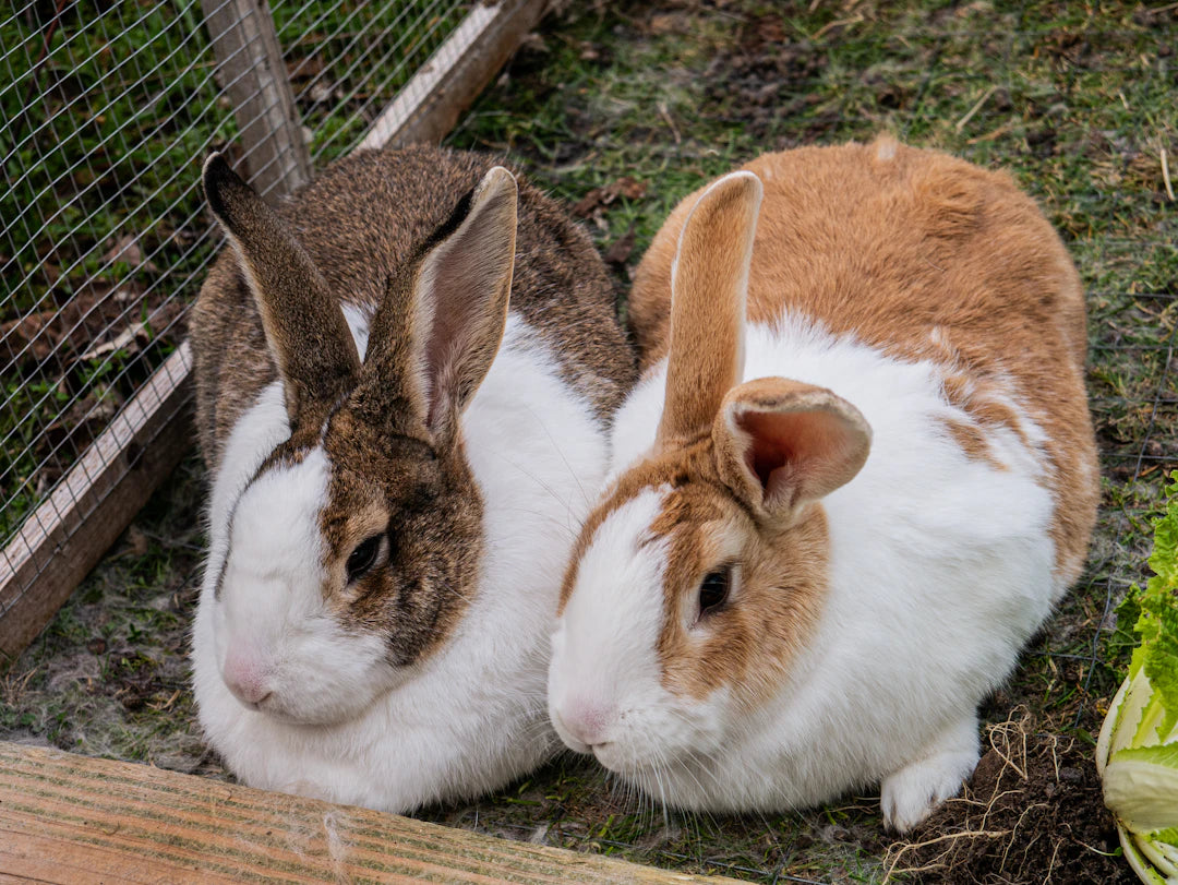 Comfort and Safety with Premium Rabbit Hutches – UK KENNELS