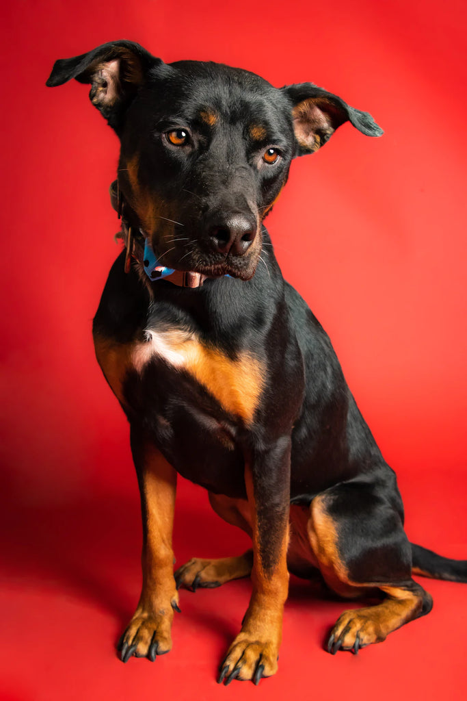 The Life-Changing Benefits of Adopting a Pet