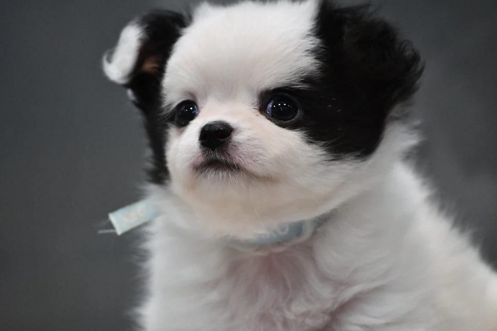 Fostering a Rescue Pet Your Essential Guide