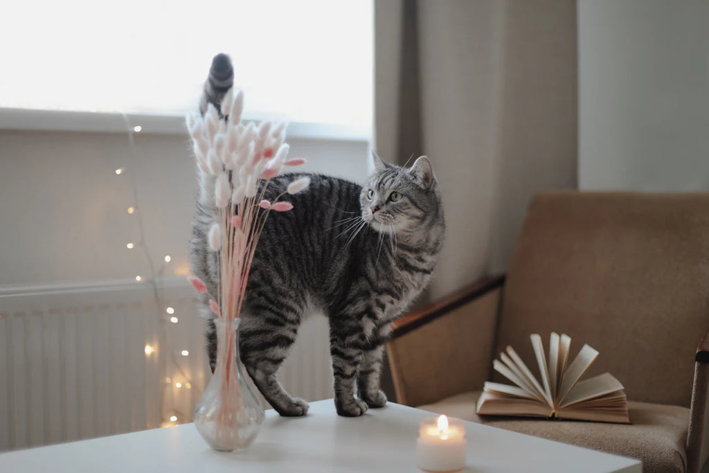 Mental Stimulation for Your Pet Why It Matters