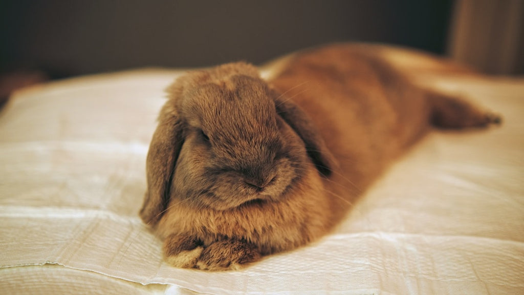 Debunking Common Misconceptions About Exotic Pets