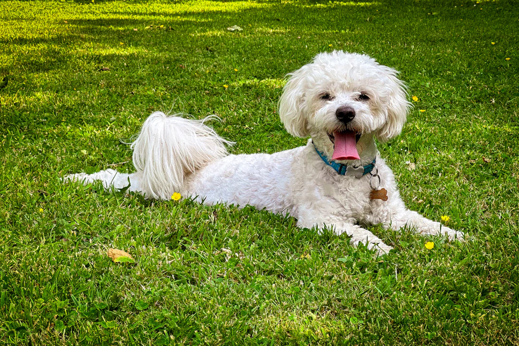 The Ultimate Guide to Best Practices for Pet Rescues