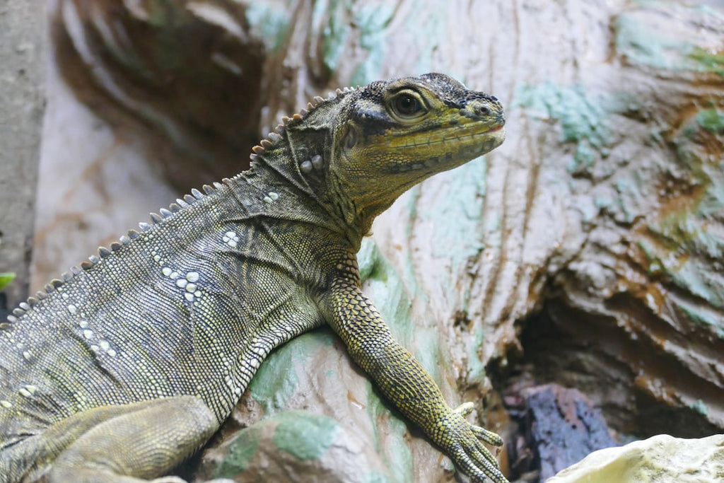 Debunking Myths: Common Misconceptions about Exotic Pets