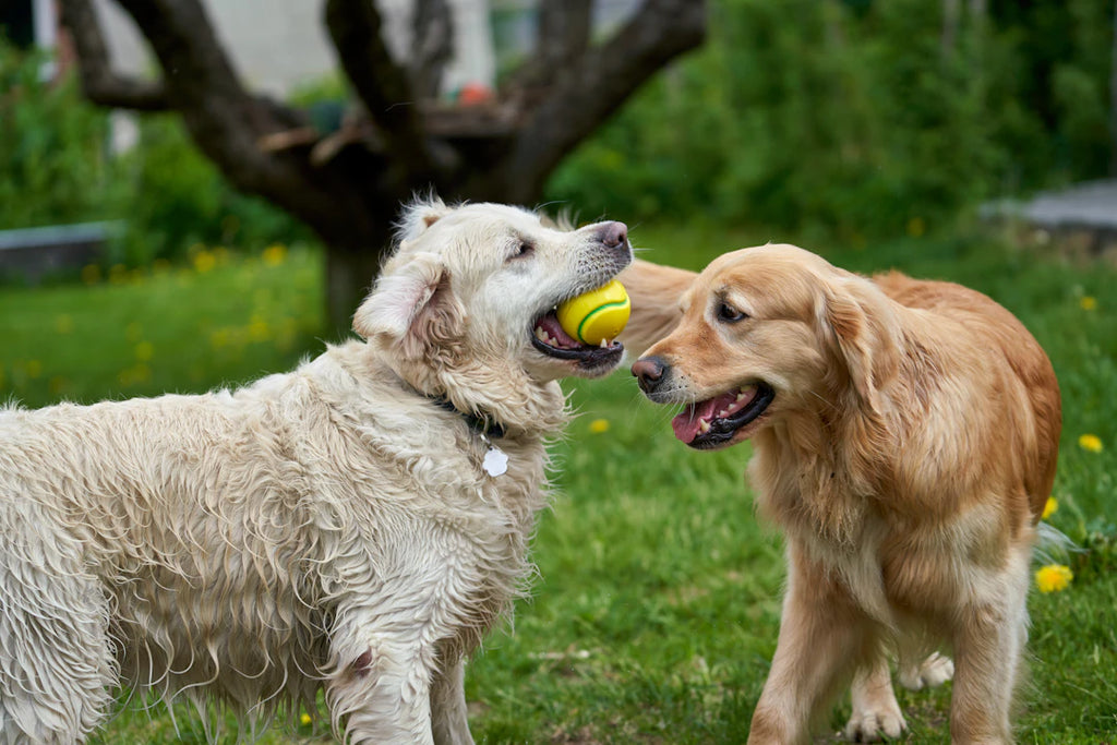Engaging Activities to Keep Your Pet Active and Happy
