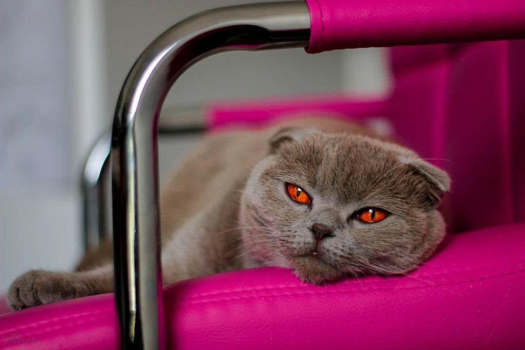 Capturing the Spirit Adventures in Pet Photography
