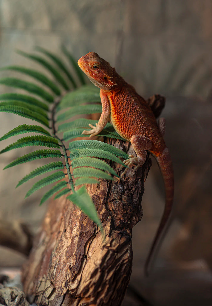 The Ultimate Guide to Caring for Exotic Pets