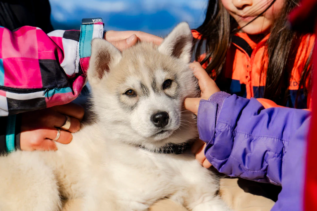 Creating Lasting Connections with Your Furry Friends